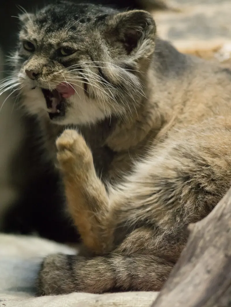 Фотография Примулы в Зоопарке Уено