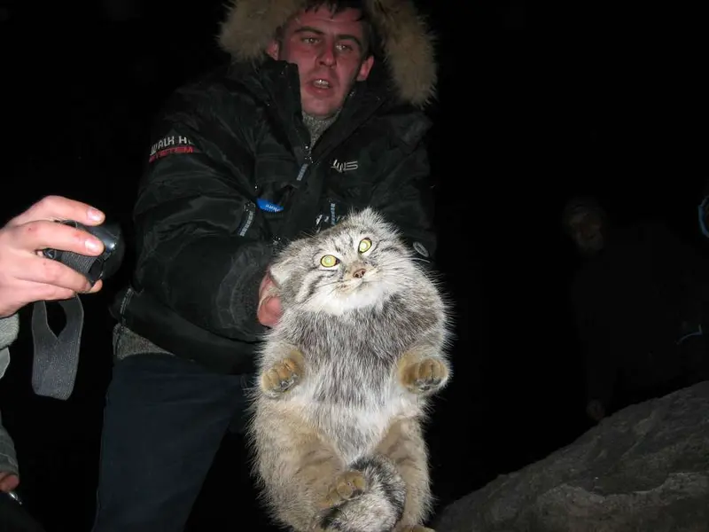 Фотография с манулом