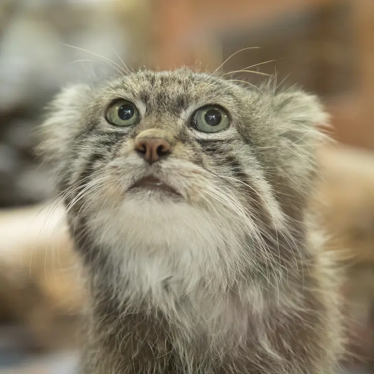 Фотография Клёна в Зоопарке Уено