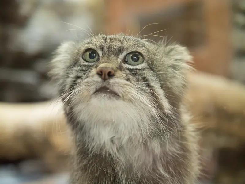 Фотография Клёна в Зоопарке Уено