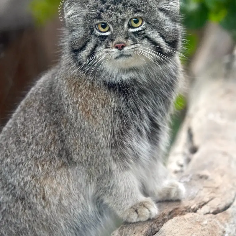 Фотография Нара в Царстве Животных Кобе