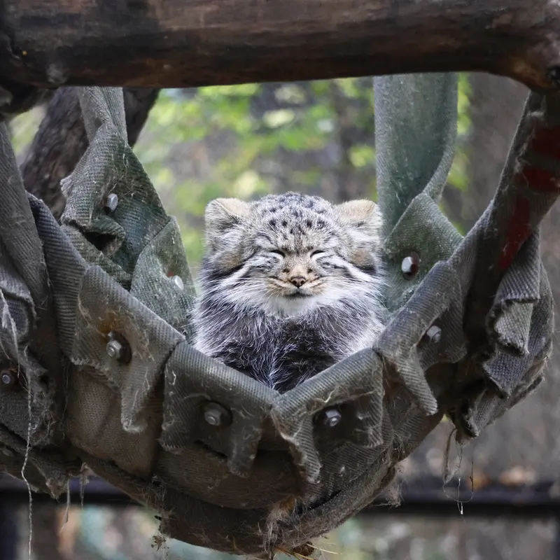 Фотография с манулом в Новосибирском Зоопарке