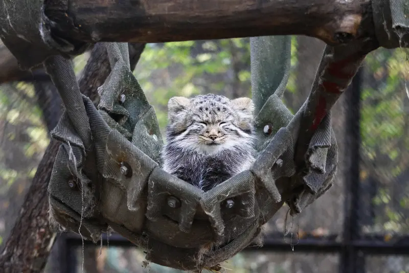 Фотография с манулом в Новосибирском Зоопарке