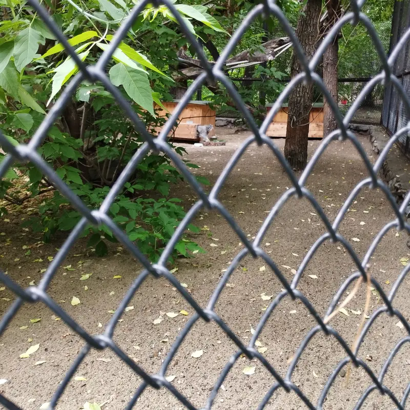 Фотография Снежинки в Новосибирском Зоопарке