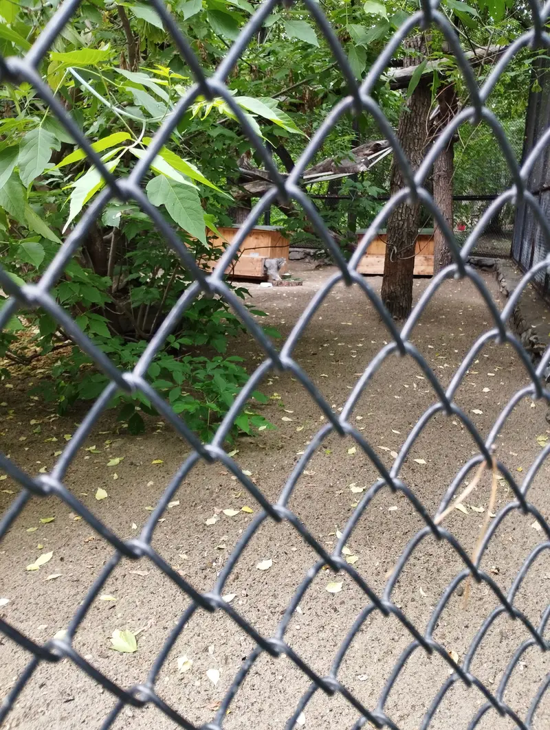 Фотография Снежинки в Новосибирском Зоопарке