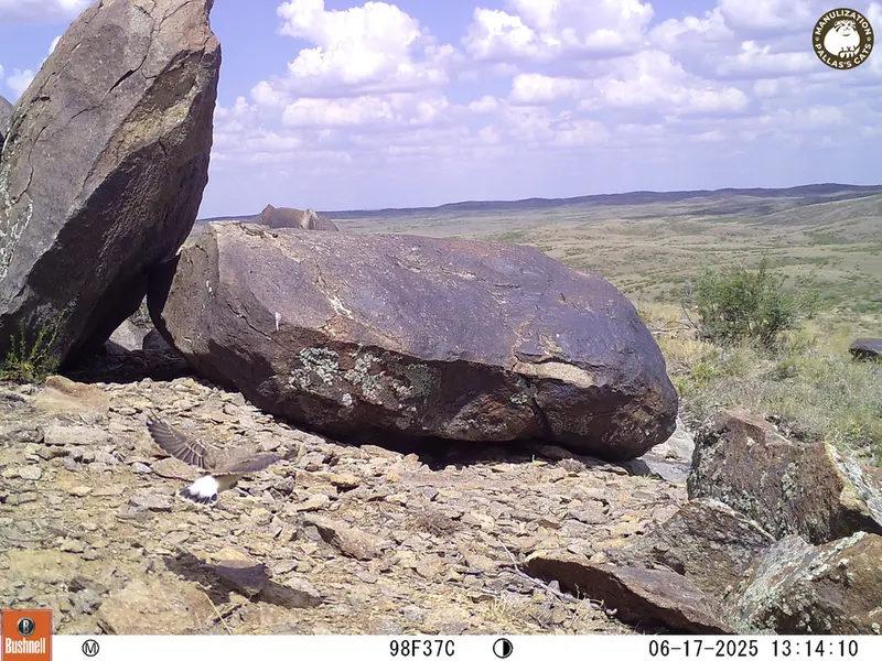 Фотография с манулом с фотоловушки Кошкар [новинка]