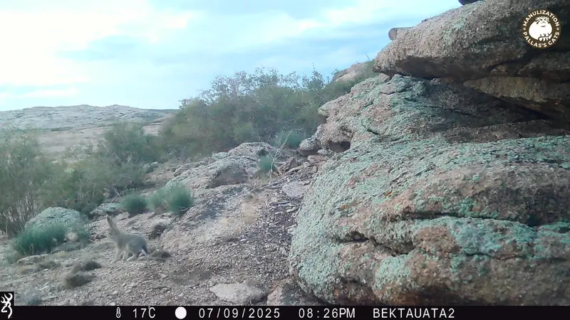 Фотография Заяц-Русака с фотоловушки Бектауата 2