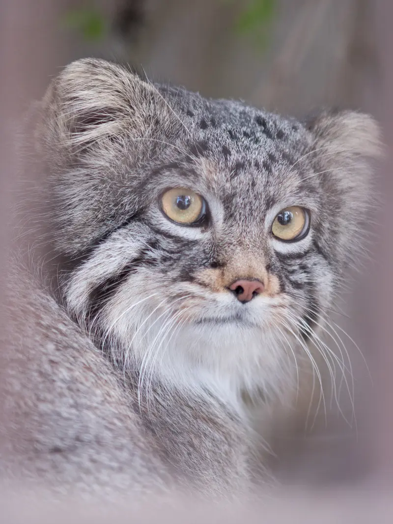 Фотография Фиги в Зоопарке Ногеяме