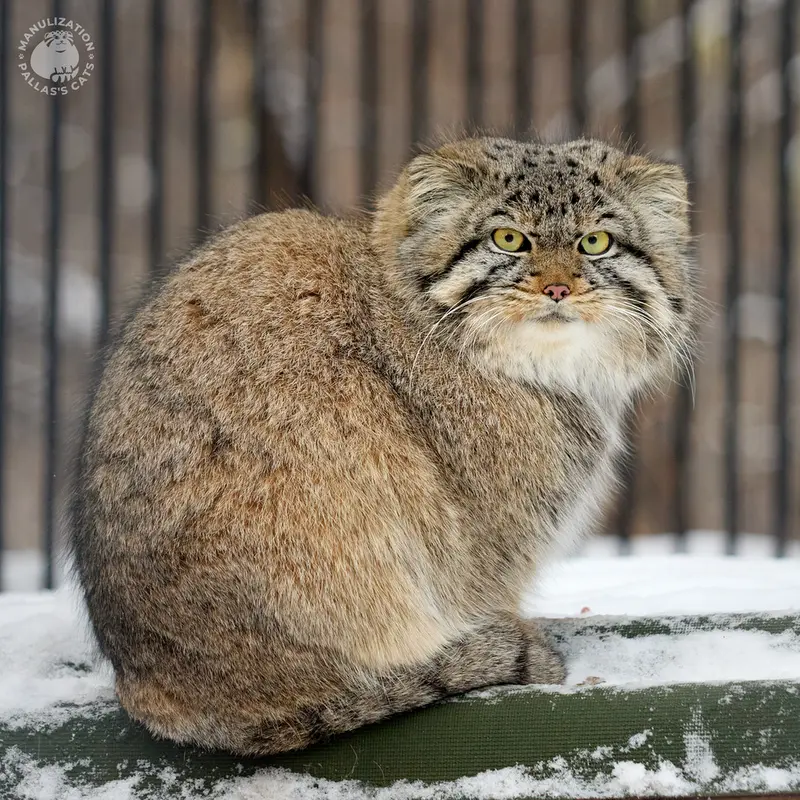 Фотография Скифа в Новосибирском Зоопарке