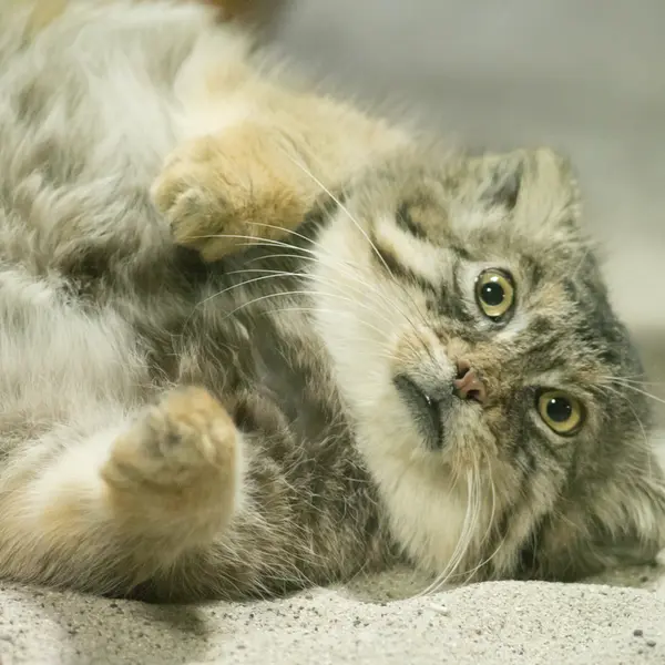 Фотография Примулы в Зоопарке Уено