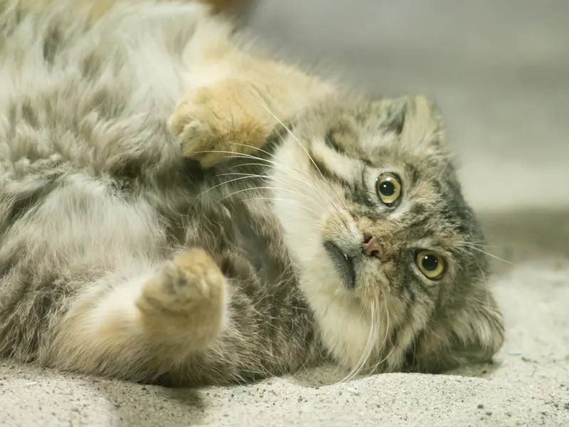 Фотография Примулы в Зоопарке Уено