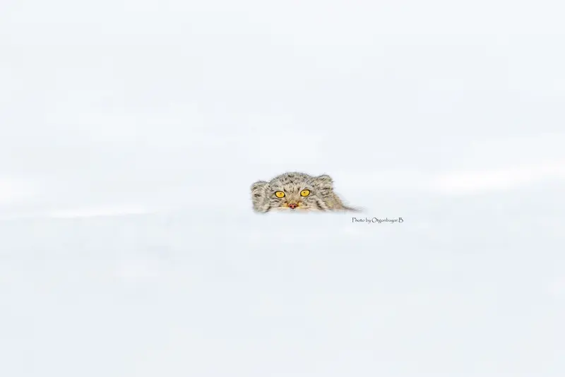 Фотография с манулом