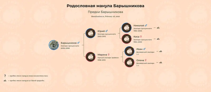 Фотография с манулом