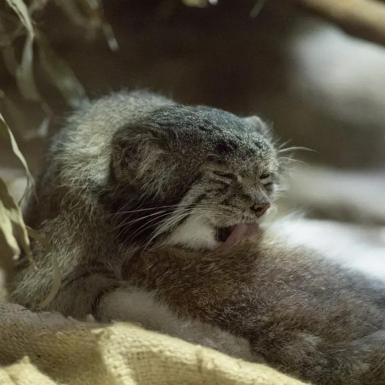 Фотография Клёна в Зоопарке Уено