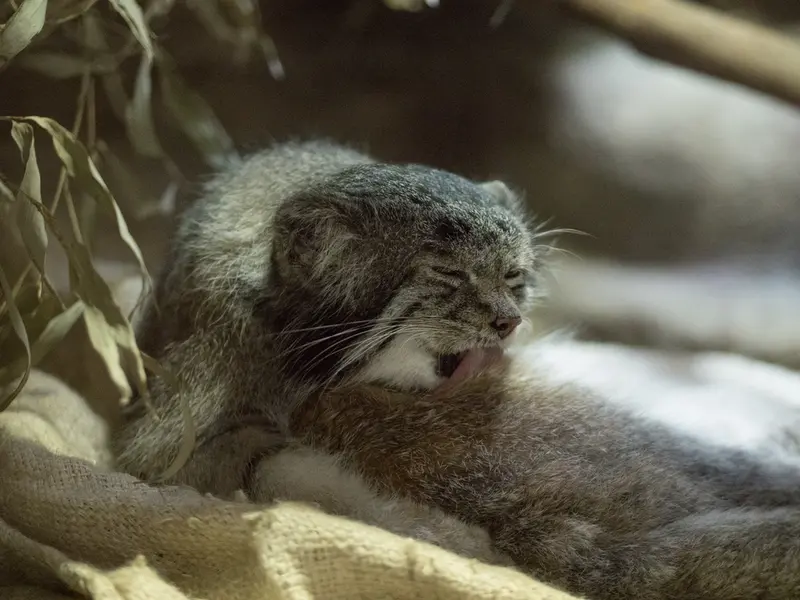 Фотография Клёна в Зоопарке Уено