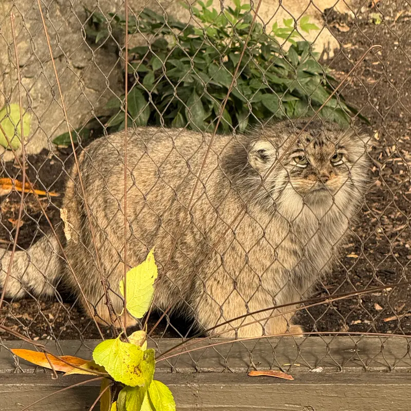 Фотография Сарнай в Зоопарке Проспект-парка