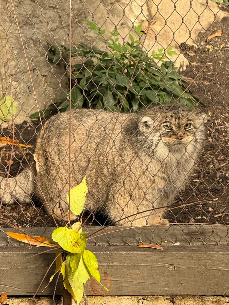 Фотография Сарнай в Зоопарке Проспект-парка