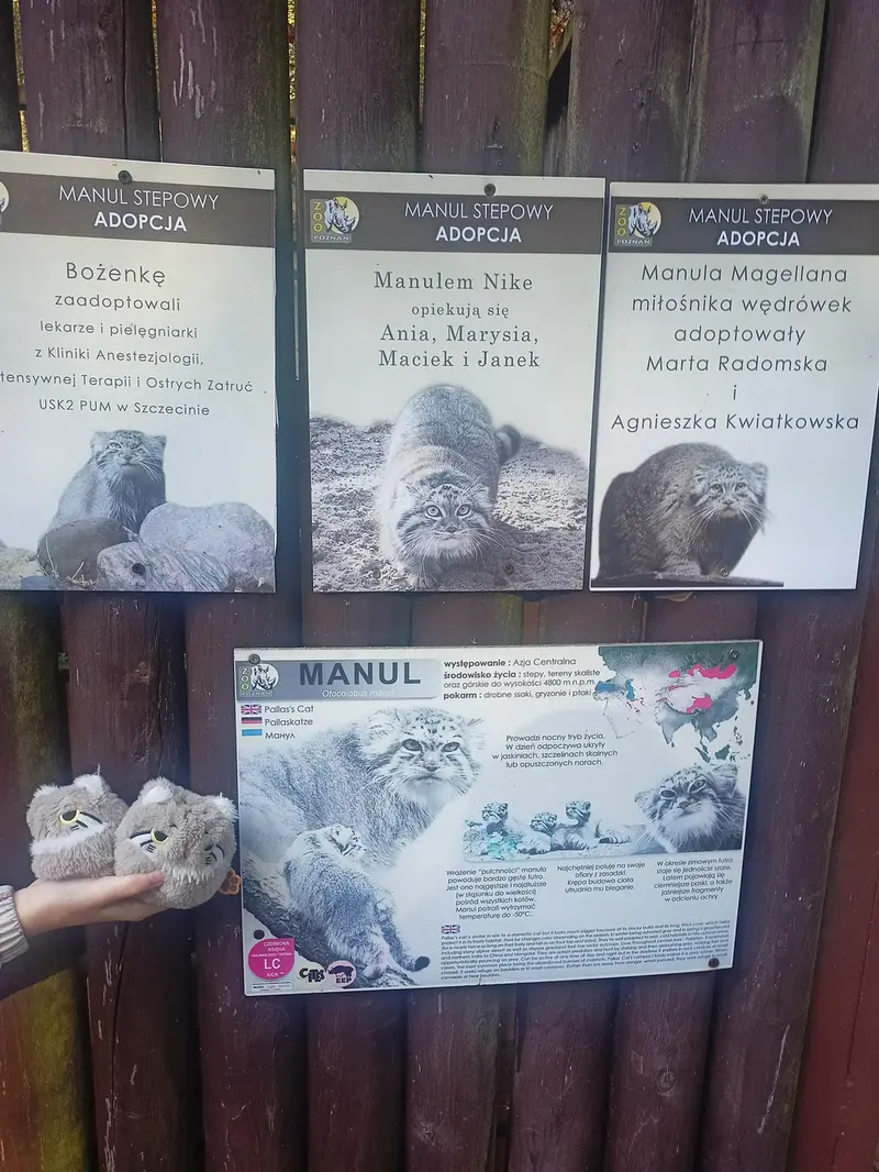 Фотография с манулом в Познаньском новом зоопарке