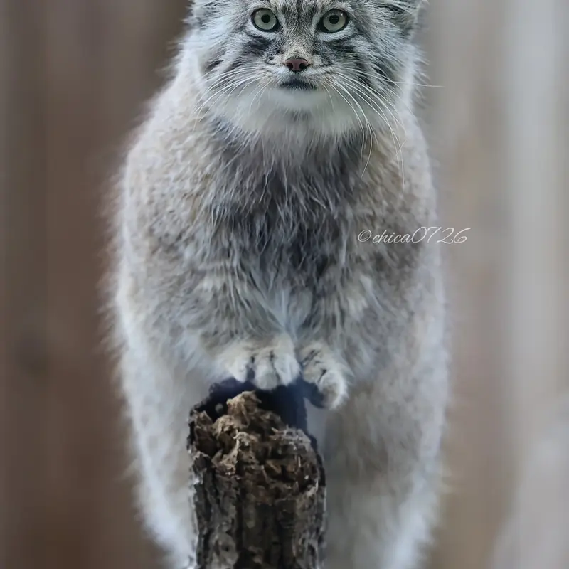 Фотография Оливы в Детском зоопарке Сайтама