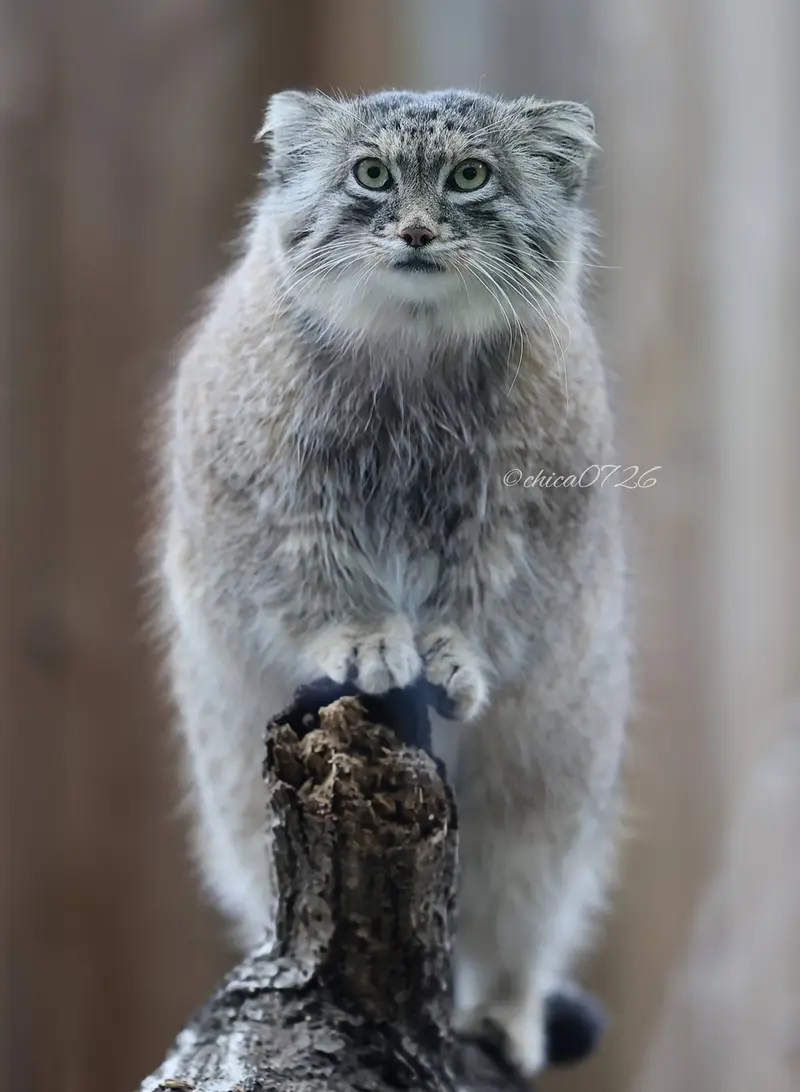 Фотография Оливы в Детском зоопарке Сайтама