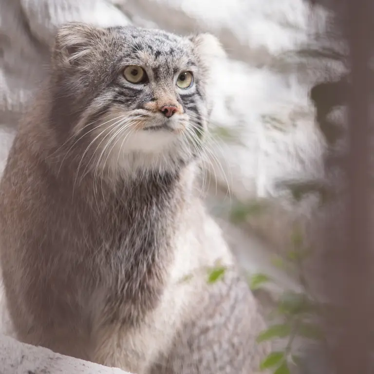 Фотография Фиги в Зоопарке Ногеяме
