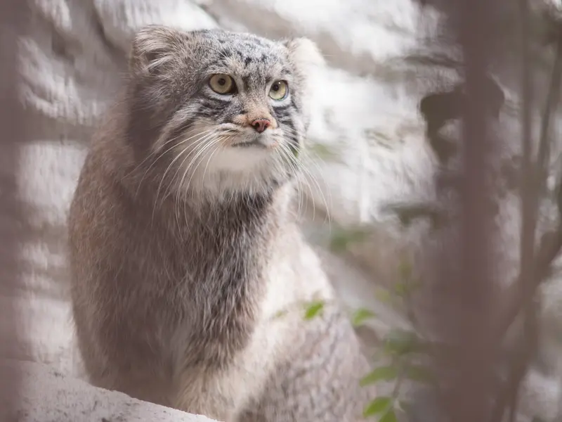 Фотография Фиги в Зоопарке Ногеяме