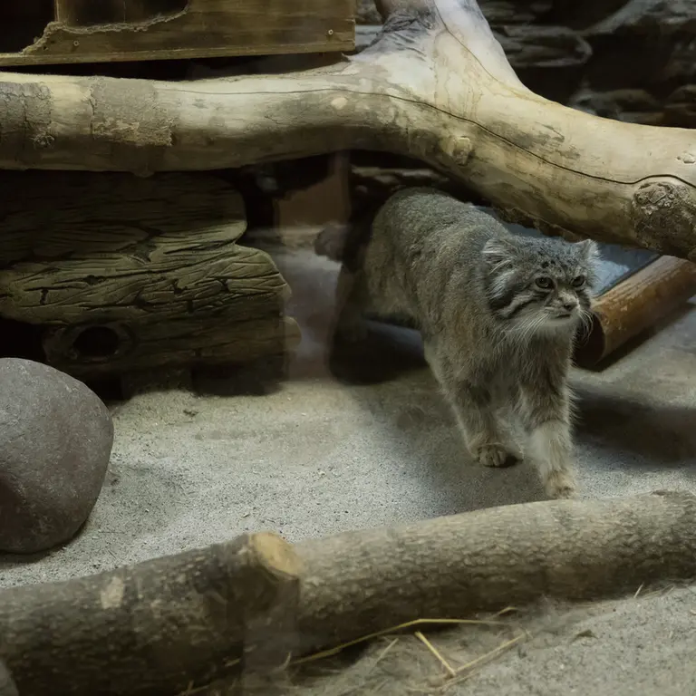 Фотография Клёна в Зоопарке Уено