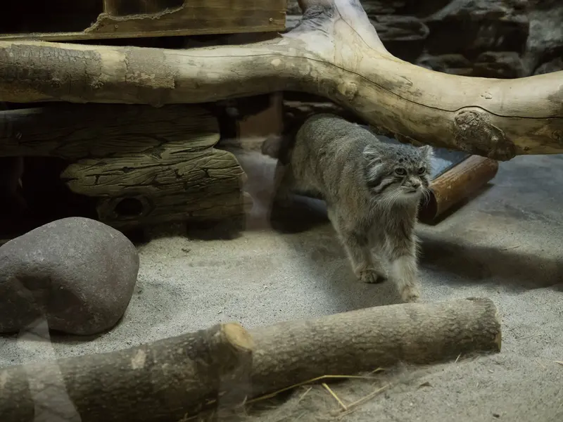 Фотография Клёна в Зоопарке Уено