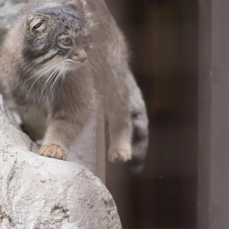 Фотография Фиги в Зоопарке Ногеяме