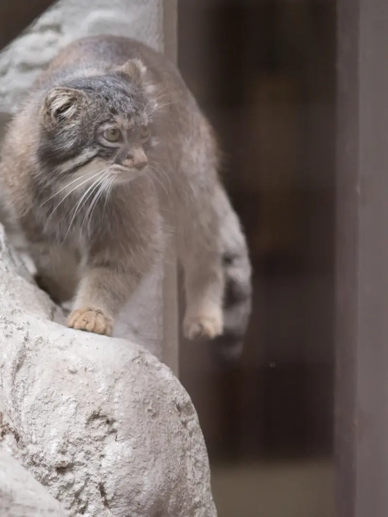 Фотография Фиги в Зоопарке Ногеяме