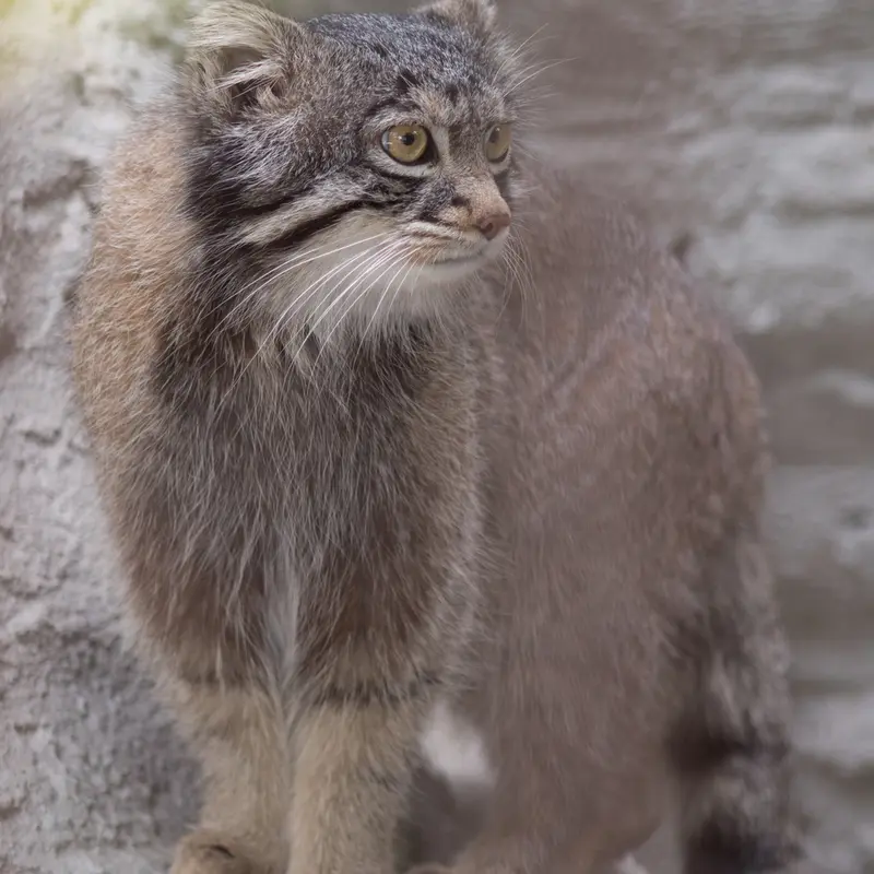 Фотография Фиги в Зоопарке Ногеяме