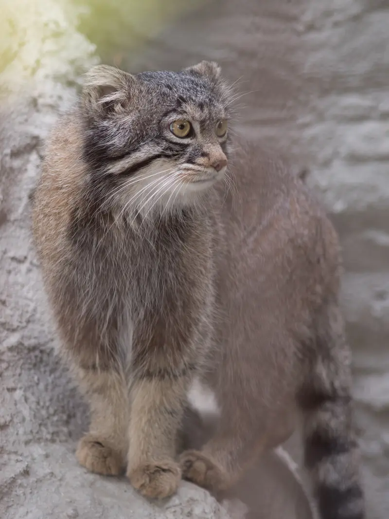 Фотография Фиги в Зоопарке Ногеяме