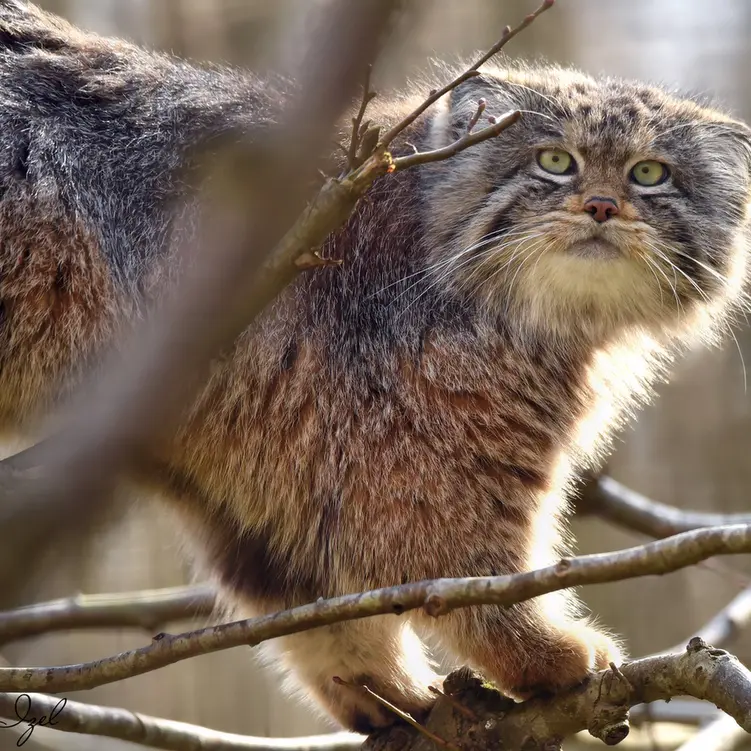 Фотография Алтая в Сафари-заповеднике Люминьи