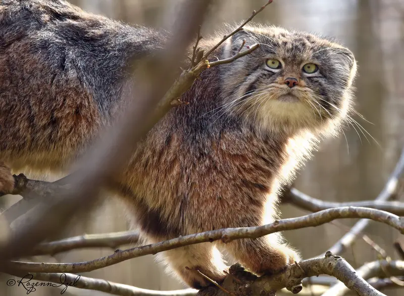 Фотография Алтая в Сафари-заповеднике Люминьи