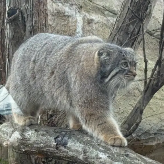 Фотография Абрикос в Царстве Животных Насу