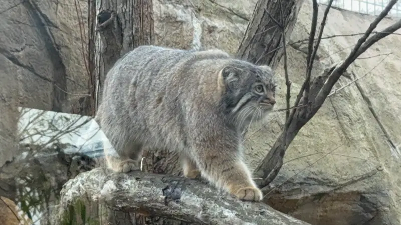 Фотография Абрикос в Царстве Животных Насу