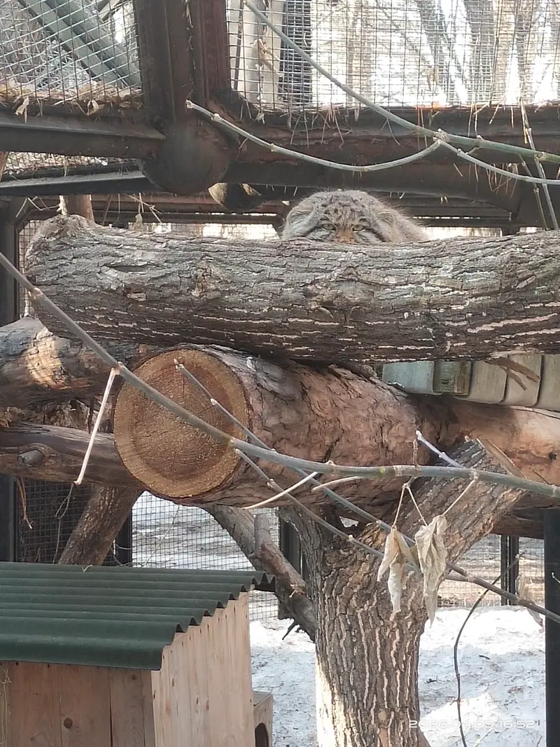 Фотография Серого в Новосибирском Зоопарке