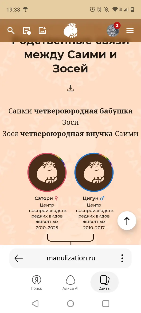 Фотография с манулом