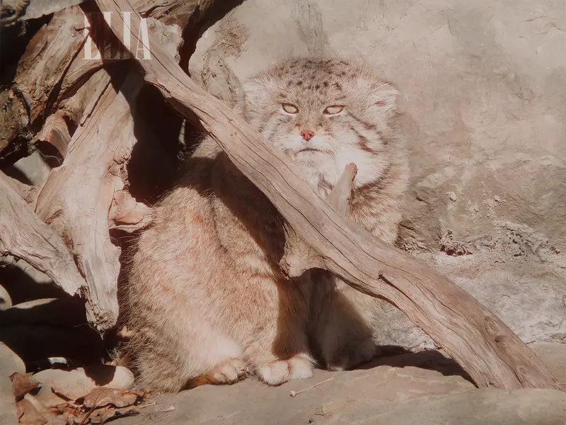 Фотография Олафа в Зоопарке Калгари / Институте Уайлдере