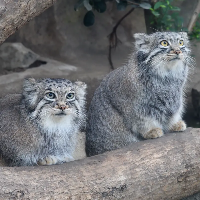 Фотография Аз в Царстве Животных Кобе