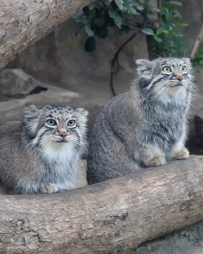 Фотография Аз в Царстве Животных Кобе