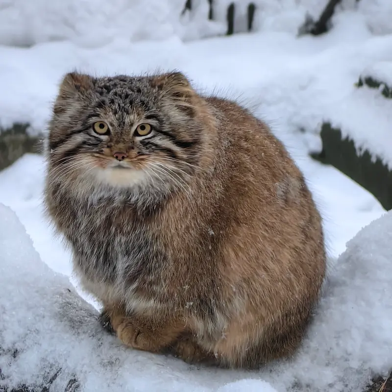 Фотография Сына Снежинки 2025 г.р. Ⅲ в Новосибирском Зоопарке