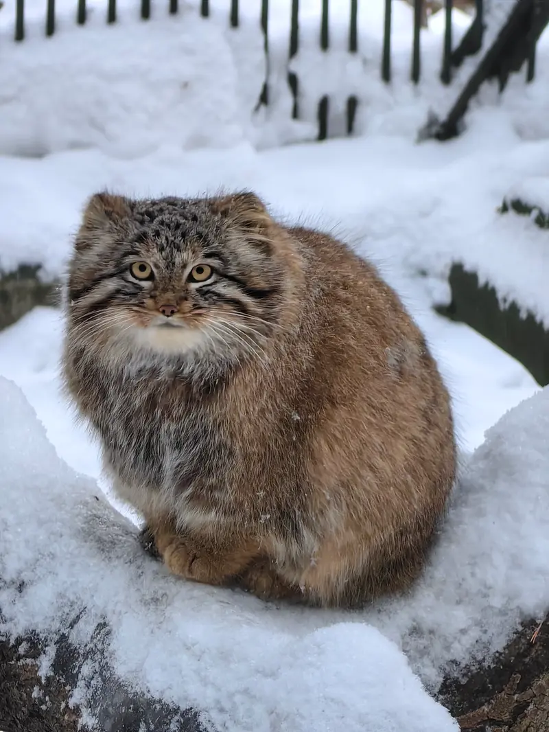 Фотография Сына Снежинки 2025 г.р. Ⅲ в Новосибирском Зоопарке