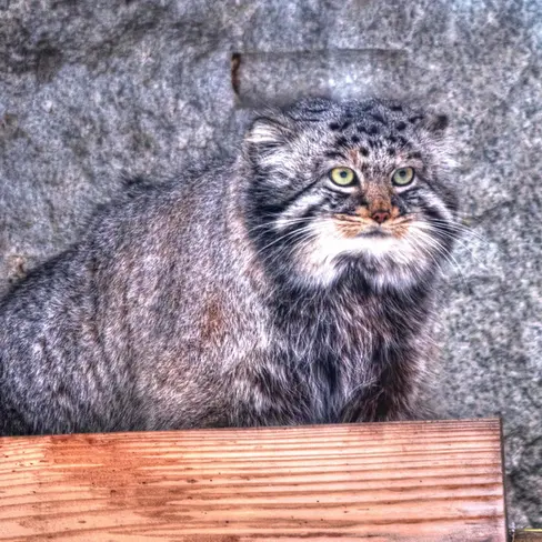 Фотография Дарлая в Московском Зоопарке