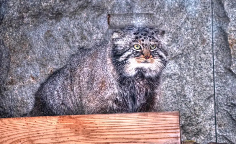 Фотография Дарлая в Московском Зоопарке