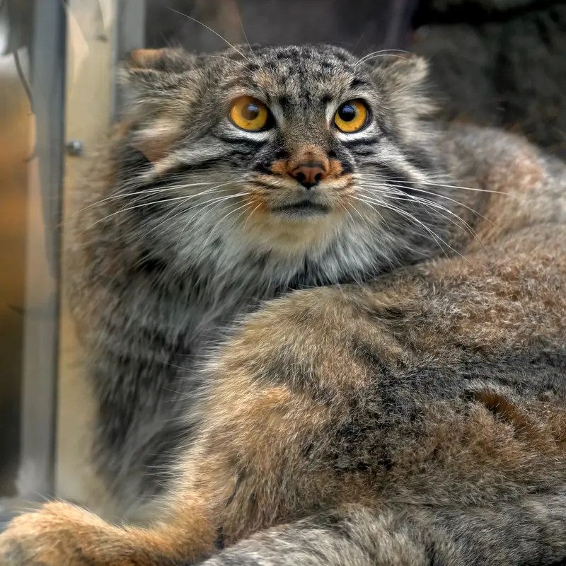 Фотография Мей в Царстве Животных Кобе