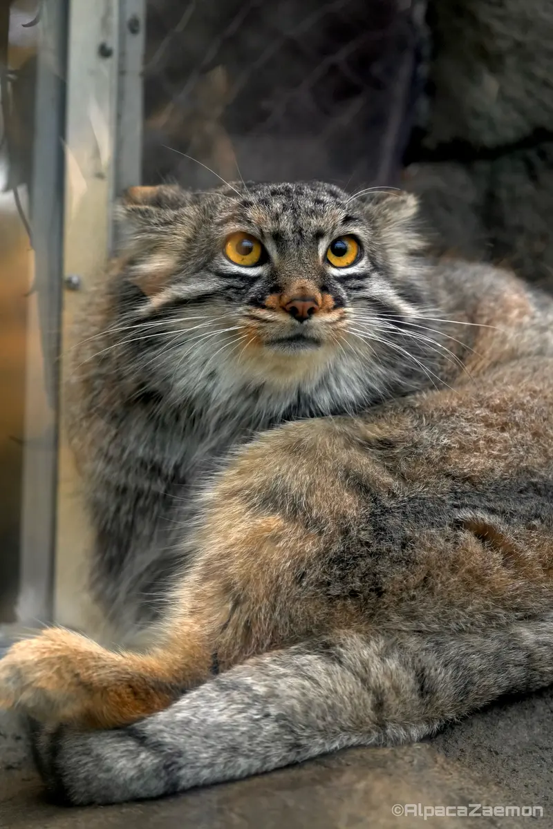 Фотография Мей в Царстве Животных Кобе