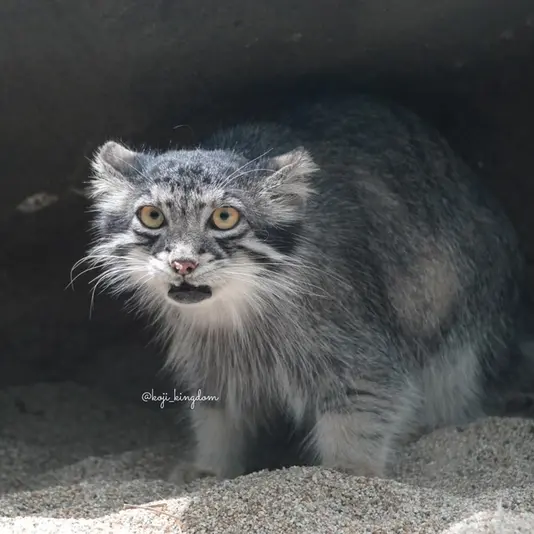 Фотография Аз в Царстве Животных Кобе