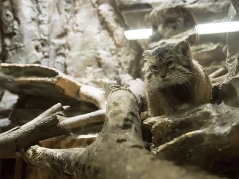 Фотография Примулы в Зоопарке Уено