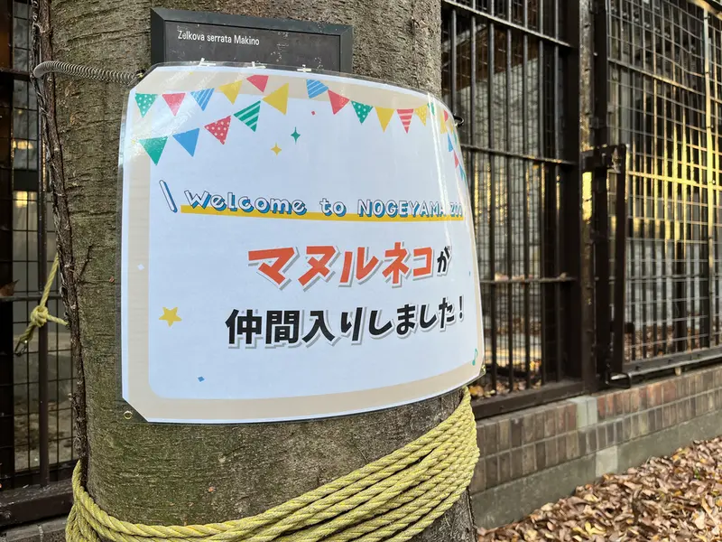 Фотография с манулом в Зоопарке Ногеяме